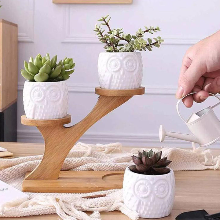 Succulent Pots & Bamboo Shelf